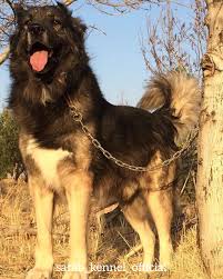 Long Hair Sarabi Dogs Mastiff Puppies Mastiff Breeds Giant Dog Breeds