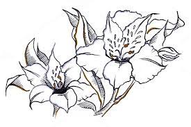 Monochrome Alstroemeria Flowers Line Art Drawings Flower Drawing Vector Sketch