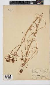 Image result for Senecio striatifolius