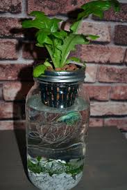 Mason Jar Organic Fish Garden Aquaponics Organic Lettuce Growing In A Fish Tank With Male Crowntail Betta Isn Indoor Aquaponics Fish Garden Aquaponics Fish