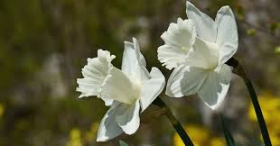Also, see if you ca. What Flower Is In The Picture Trivia Questions Quizzclub