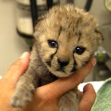 Get an email notification for any results in dogs and puppies in south africa when they become available. Exotic Pets And Animals South Africa Contact Phone Address