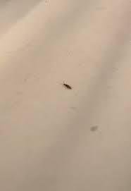 Other tiny bugs that can easily be ruled out because they do not jump at all are bed bugs and ants. Identifying Small Brown Bugs Thriftyfun