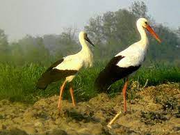 We did not find results for: Operavinci On Twitter Pozdrawiam Claudio Jozef Chelmonski 1849 1914 Czaple Bociany Polishart
