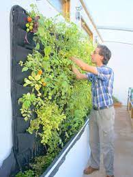 Maybe you would like to learn more about one of these? 5 Vertical Vegetable Garden Ideas For Beginners