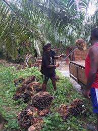 Fgv ikrar jaga kebajikan pekerja ladang selepas kritikan as. Amk Shah Alam Lawatan Ke Ladang Kelapa Sawit Di Kawasan Facebook