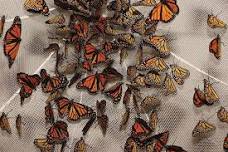 Monarch Madness: Fall Migration