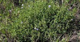 Image result for Barleria tanzaniana