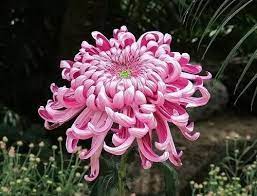 The Medicinal Part Of The Chrysanthemum Is The Flower In Traditional Chinese Medicine Chrysanthemum Chrysanthemum Chrysanthemum Flower Beautiful Flowers