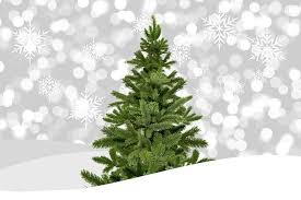 Wir wissen, wohin sie fahren! Weihnachtsbaum Mieten â„¹ Hilfreiche Infos Und Anbieter