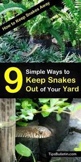 ~ most snakes inside houses tend to be smaller, because small snakes can get into the house through very small gaps, even gaps under the front door, or the sliding door in the back. 9 Ways To Keep Snakes Away From House And Backyards Learn How To Make Snake Repellent Using Essential Oils And Oth Keep Snakes Away Garden Snakes Garden Pests