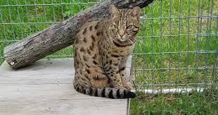 Bengal breeder directory if you're looking for a bengal kitten or bengal cat for sale, we now have a bengal breeder directory to help you find. So Is It Possible Do You Think My Cat Is A Bengal Cat