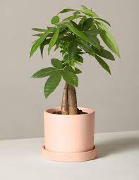 Money Tree Plant In 2021 Money Tree Plant Trees To Plant Plants