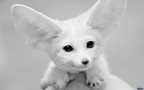 White Fennec Fox Pet Fox Animals Beautiful Cute Animals