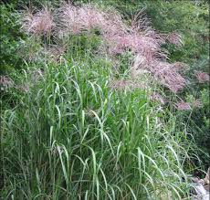 Image result for Agelanthus musozensis