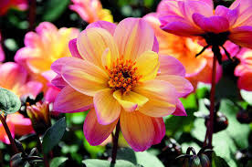 Dahlia Pictures National Garden Bureau Yearofthedahlia Dahlia Beautiful Flowers Bulb Flowers