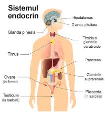 De asemenea, femeile pot fi o predispozitie genetica la niveluri ridicate de testosteron. Cand Am Nevoie Sa Merg La Endocrinolog Reginamaria Ro