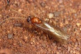 Image result for Antherothamnus