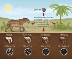 For example, it makes it possible to compare the ages of objects on a worldwide scale, allowing for indispensible comparisons across the globe. Radiocarbon Dating Orizontchem