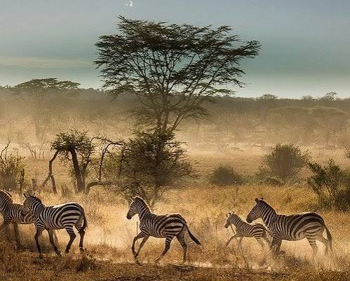 Tarangire