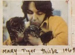 Paul McCartney mit seinen Katzen Mary, Tiger und Thisbe. Thisbe hatte drei  Kätzchen: Jesus, Mary und Joseph. Jesus ist bekanntermaßen weggelaufen.  Paul, Thisbe, Pyramus, den er John schenkte, und Martha im Jahr