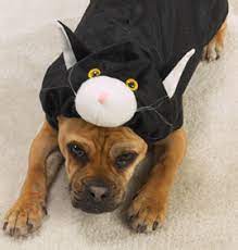 Dress Up Dogs Cat Dog