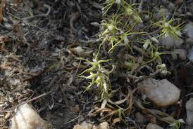 Image result for Fockea angustifolia