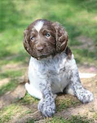The german wirehaired pointer was created primarily through judicious crossings of the pointer, foxhound, and standard poodle. German Shorthaired Pointer Puppy Wallpapers Wallpaper Cave