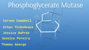Phosphoglycerate Mutase by Ethan Thibodeaux