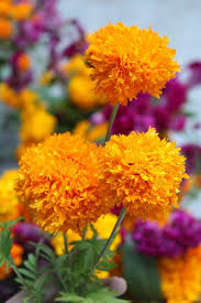 Grotesque and unrelenting, the way it's meant to be. Cempazuchitl Pretty Flowers Mexican Flowers Beautiful Flowers
