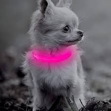 Pin On Dog Apparel And Accessories