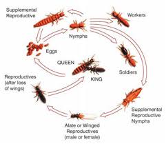 Above all came out right on time to take care of a large hornet nest. Termite Control Killer