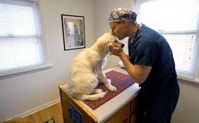 He was overjoyed when he received the pulitzer prize four years ago. U S Regulators Inch Toward Pet Insurance Rules As Sir Purrs A Lot Ails Reuters
