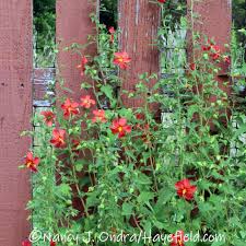 Image result for Pavonia