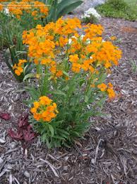 View Picture Of Siberian Wallflower Erysimum X Marshallii At Dave S Garden All Pictures Are Contributed By Our Comm Flowers Wildflower Garden Annual Flowers