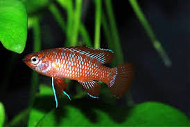 Dario Dario Scarlet Badis Badis Dario Badis Badis Bengalensis Akwarium