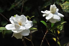 Gandharaj Gardenia Cape Jasmine Gardenia Jasminoides Gardenia Shrub Plants Shrubs For Sale