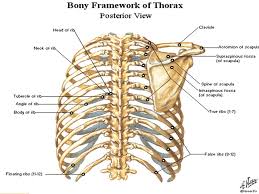 In vertebrate anatomy, ribs (latin: Thorax 3 Thoracic Wall 4 5 Anterior View Clavicle Sternum Ribs Ppt Download