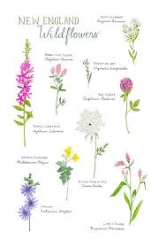 There's a moment, tentative and bewildered. New England Wildflowers Art Print I Was Expecting Something Funny At The Bottom Like A Snow Plow Flower Wildflower Drawing Wildflower Tattoo Wild Flowers