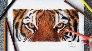 The nose is a mix of yellow and pink. Tiger Eyes Realistic Colored Pencil Drawing Youtube