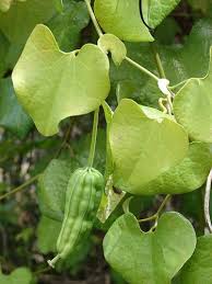 Image result for Aristolochia littoralis