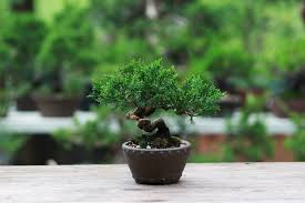 Boote kann man auch selber bauen. Bonsai Arten Liste Der 22 Beliebtesten Arten Plantura