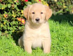 Cute puppies for sale at an affordable price. Golden Labrador Goldador Puppies For Sale Puppy Adoption Keystone Puppies