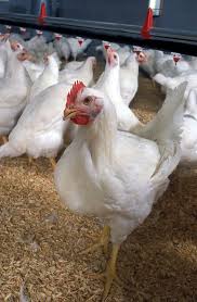 Reban ayam kampung skala komersial yang hebat. Ayam Pedaging Wikipedia Bahasa Melayu Ensiklopedia Bebas