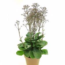 Image result for Kalanchoe humilis