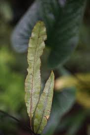 Image result for Elaphoglossum lancifolium