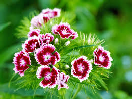 Image result for Dianthus angolensis