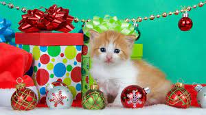 The christmas kitten pics are great to personalize your these animated pictures were created using the blingee free online photo editor. Getting A Kitten For Christmas Compilation Youtube