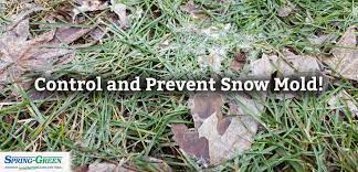 Caused by a fungus, the first symptoms are light spots on the blades of grass that may go unnoticed. White Or Gray Matted Web Like Grass It S Snow Mold
