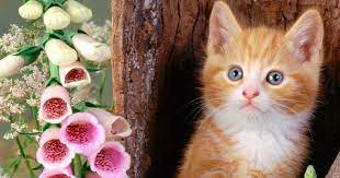 Cute Animal Wallpaper Hd For Mobile Cute Baby Cats Wallpapers Group 76 Pet Hd Wallpapers 4k 8k Cute Animals For De Animal Wallpaper Baby Cats Cute Baby Cats